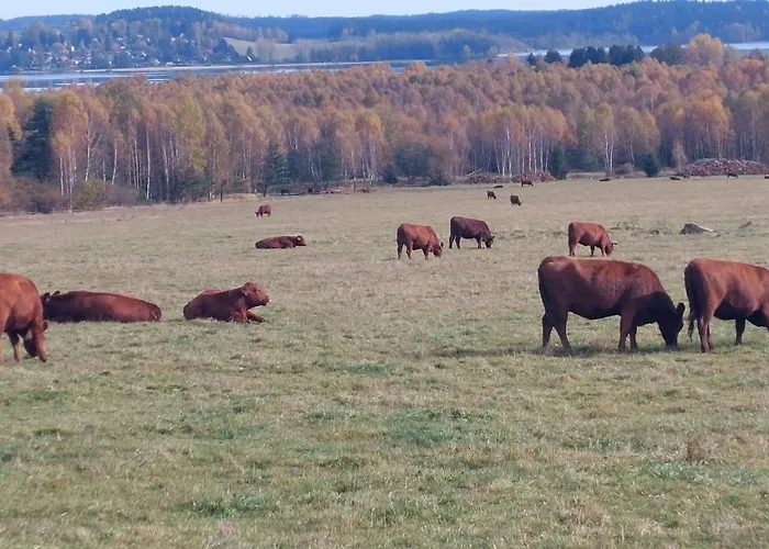 Jura Nová Pec
